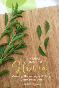 Stevia Plant: How to Grow, Harvest, and Use Stevia Leaves