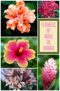 The island of Maui in Hawaii is an incredible location to photograph nature.  Just the variety of flowers is impressive.  One of the most memorable things about a trip to the islands. VISIT OUR BLOG TO SEE A COLLECTION OF PHOTOS TAKEN IN MAUI.  #Maui #Hawaii #flowers #nature #travel #island #tropical