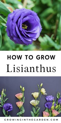 How to Grow Lisianthus: 10 Tips for Growing Lisianthus | Growing In The Garden