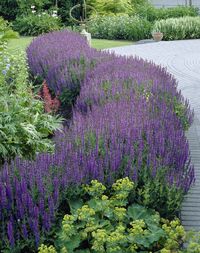 Salvia nemorosa Blauhügel of Salie   De Salvia nemorosa Blauhügel is een winterharde Salie. Deze vaste plant bloeit in het voorjaar vanaf eind mei tot juli en vervolgens een tweede bloei in het najaar rond augustus met zuiverblauwe opgaande bloemen. De volgroeide hoogte van deze vaste plant inclusief bloei is ruim 50 centimeter. In de winter sterft deze tuinplant bovengronds af.  Je kan de Salvia jaarrond aanplanten.    Salvia Blauhügel snoeien   De dorre stengels en zaadhoofden van de Salvia Bl