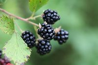 Rubus pensilvanicus, Pennsylvania Blackberry at Toadshade Wildflower Farm