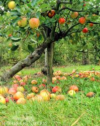 How to Treat Fruit Trees Organically: When to Spray for Disease