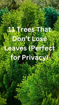 Discover the top 11 trees that don’t lose leaves, perfect for adding year-round privacy to your garden! These evergreen beauties provide lush foliage and dense coverage, ensuring your outdoor space remains secluded and green in every season. Explore options from elegant hollies to majestic pines, each offering unique benefits for creating a natural, living privacy screen. Transform your yard into a tranquil haven with these resilient, low-maintenance trees that keep their leaves all year long.