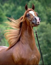 Flaxen mane and white blaze.