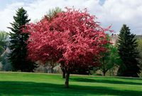 A blooming crabapple tree.