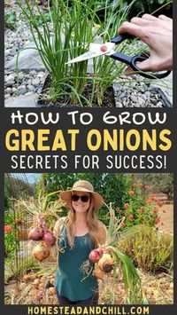 Onions are fun and easy to grow, once you know how! Come learn everything you need to know to grow onions, with tips from seed to harvest, choosing the best varieties for your location, curing or preserving onions and more. #growonions #gardentips #garden #onions