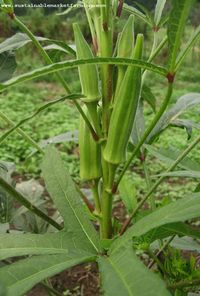 okra seed oil – Sustainable Market Farming