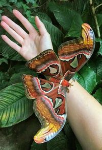 Atlas Moth. Wingspan can reach up to 12 inches. When closed/resting the wings look like a snake. Possibly to warn off predators?