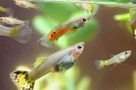 Guppy Species: Care Guide - The Aquarium Adviser