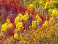 size: 24x18in Photographic Print: Colorful Aspens in Logan Canyon, Utah, USA by Julie Eggers : Artists For Julie Eggers, the world is a goldmine filled with rich veins of wildlife, architecture, landscapes and plants. A former investment banker, Eggers has been shooting for 15 years, traveling throughout the United States, Canada, Europe, Mexico and the Caribbean in pursuit of spectacular photographs. Eggers’ work has been published in numerous nature and wildlife calendars, including Inner Refl