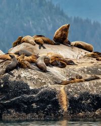 Photo by @stephen_matera | Steller sea lions rest on South Marble Island in Glacier Bay National Park and Preserve, Alaska. At the end of…