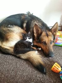 black and white tuxedo kitten and dog