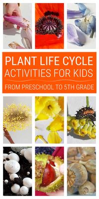 Plant life cycle activities for kids from preschool through kindergarten to 4th and 5th grade covering germination, pollination, seed formation, seed dispersal and more. #plantlifecycle #plantlifecycleactivities #lifecycleactivities #lifecycle #naturestudy