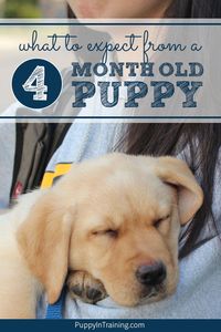 What Should Your Puppy Know At 4 Months Of Age? - Puppy In Training