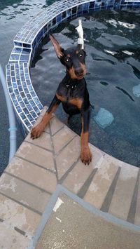 Doberman puppy