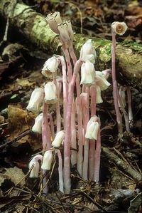 Indian-Pipe: Montropa uniflora - Flickr - Photo Sharing!