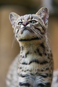 Geoffroys cat looking upwards | Flickr