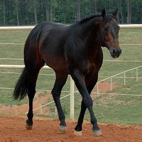 This is Carleton's horse Devil, a dark bay stallion with a black mane, tail, stockings, and blaze.