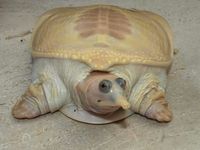 White Florida Soft Shelled Turtle ❤❤