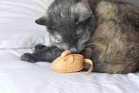 Use your hand-sewing skills for this cat toy project. This free catnip mouse pattern is easy to make and will give your cat hours of fun.