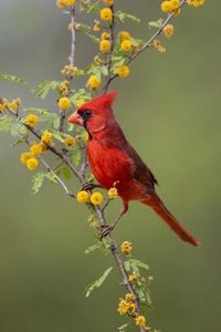 size: 12x8in Photographic Print: Northern cardinal perched. by Larry Ditto :