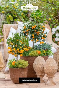 Mediterrane Zitruspflanzen wie unsere Calamondin-Orange oder die Kumquat versprühen einen Hauch von dolce vita in Deinem Zuhause. Unser Tipp: Bepflanze die Kübel zusätzlich mit mediterranen Kräutern wie Zitronen-Thymian oder Salbei – das sieht nicht nur wunderschön aus, sondern duftet auch herrlich!