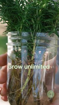 Make unlimited rosemary! Here's how to do it:   • Choose young shoots that aren’t flowering and are 6-8 inches long.  • Remove the bottom half of the leaves and root in water.  • Change the water every few days to keep the environment oxygenated and prevent rotting.  • After a few weeks, you should notice root hairs forming in the water.  • Pot up the rooted cuttings when several roots are an inch or more long.   It’s an exciting process and fun to grow new plants!  #arizonagarden #howtogrowyourownfood #growinginthegarden #gardeningtips #vegetablegarden  #growyourownfood #organicgarden #desertgarden #arizonagarden #rosemary #propagation