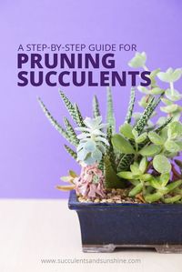 Learn how and when to prune your succulents, plus some basic maintenance tips