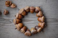 love acorns