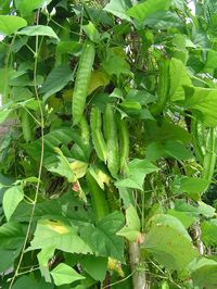 Winged Bean (Courtesy of Eric Toensmeier)