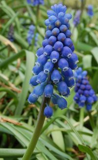 Grape hyacinth , a perennial bulbous plant native to Eurasia,  produces spike of dense, most commonly blue, urn-shaped flowers resembling bunches-of-grapes in the spring.