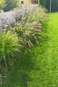 🌿In questa bordura dall'effeto vapososo abbiamo scelto Pennisetum e Verbena bonariensis 💚🌿