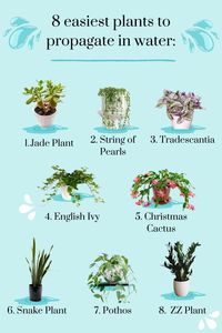 Dive into the World of Water Propagation! 💧🌱 In our latest post, we're sharing the top 8 plants that are a breeze to propagate in water. From pothos and spider plants to jade plants, discover how you can easily grow your plant collection with minimal effort. Join us as we explore the joys of water propagation and unlock the secrets to expanding your green oasis at home. Get ready to watch roots grow and new plants flourish right before your eyes! 🌿✨ #WaterPropagation #PlantPropagation