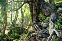 The Secret Forest - Clearwell Natural walk through ancient mine workings. Ancient yew trees and gnarled roots climbing over rocks. Associated woodland plants, mosses, lichens and native bird life. Recreated Iron Age village.