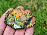 Natural Ammolite Gemstone Size : 5.5 x 0.8 x 4 cm approx.Location : Canada You will receive the exact piece pictured, these are one sided pieces we have a large range of website only pieces available also From the largest active Ammolite mine in the world and collected just east of the Rock Mountains in the upper Bearpaw formation which dates back approximately 71 million years,, these are natural pieces on original matrix which have been stabilised in resin to protect the fragile nature of the