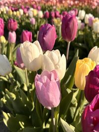 Downloadable printable file of pink and purple tulips at Skagit Valley Tulip Festival, 2023. Can be printed out to create all kinds of artwork.