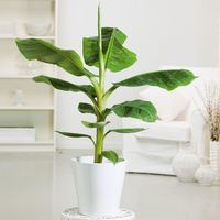 Banane Musa Tropicana, im ca. 12 cm-Topf online kaufen bei Gärtner Pötschke