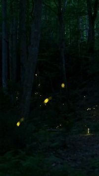 The sparkling lights of synchronous fireflies are seen in the Great Smoky Mountains, first in fast-motion (4x) and then in real-time video. This forest floor in Tennessee is mating habitat for the largest colony in the Western Hemisphere. These fireflies blink in sync and then pause for 7-8 seconds. The benefit of syncing is not exactly clear, but they sync only when lots of other lightning bugs are nearby. Firefly populations are in decline worldwide due to pesticides, loss of habitat, and light pollution. The light signals stop in the presence of bright artificial light. @insidenatgeo