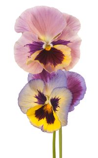 pansy