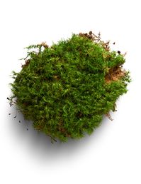 Rock Cap Moss - Dicranum scoparium (Mood Moss) - Moss Acres