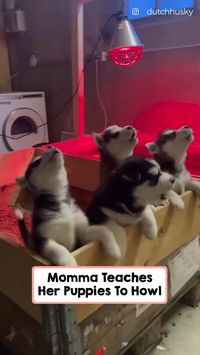 Momma is giving her pups awoo lessons.. 🔊❤️