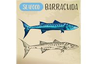 Ray-finned barracuda sketch. Hand drawn atlantic ocean or red sea seafood fish for restaurant menu or fishing sport trophy, shop or store signboard. Underwater and nature, maritime and nautical theme