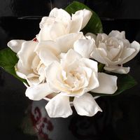 #floatingflowers @trishbeckerdesign #gardenia #ephemeralart #loveisintheair #scentmemories