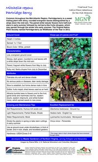 Mitchella repens (Partridge-berry) Ground Cover Height: 4 inches Spread: 1⁄2–1 foot Bloom Color: White, pinkish Characteristics Low, evergreen ground cover Glossy, dark green, rounded to oval leaves with a white stripe down the mid-vein Paired, fragrant white flowers from May to July Ruby red, fleshy drupes from July to December Attributes Tolerates dry soil and dense shade No serious pests or diseases; deer rarely damage Slow to establish, but forms dense mats in time Edible: fruits insipid; dr