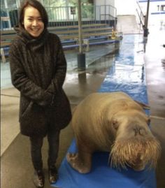 a woman standing next to a walpopo on top of a blue mat in an enclosure