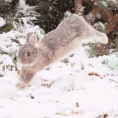 a rabbit running in the snow with it's front paws on its hind legs