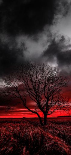 a lone tree stands in the middle of a field under a red and black sky