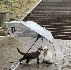 two cats are playing with an umbrella on the steps in front of some concrete stairs