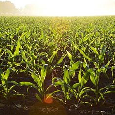 an image of a corn field with the words productos organics? on it