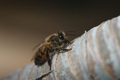 a bee sitting on top of a piece of wood